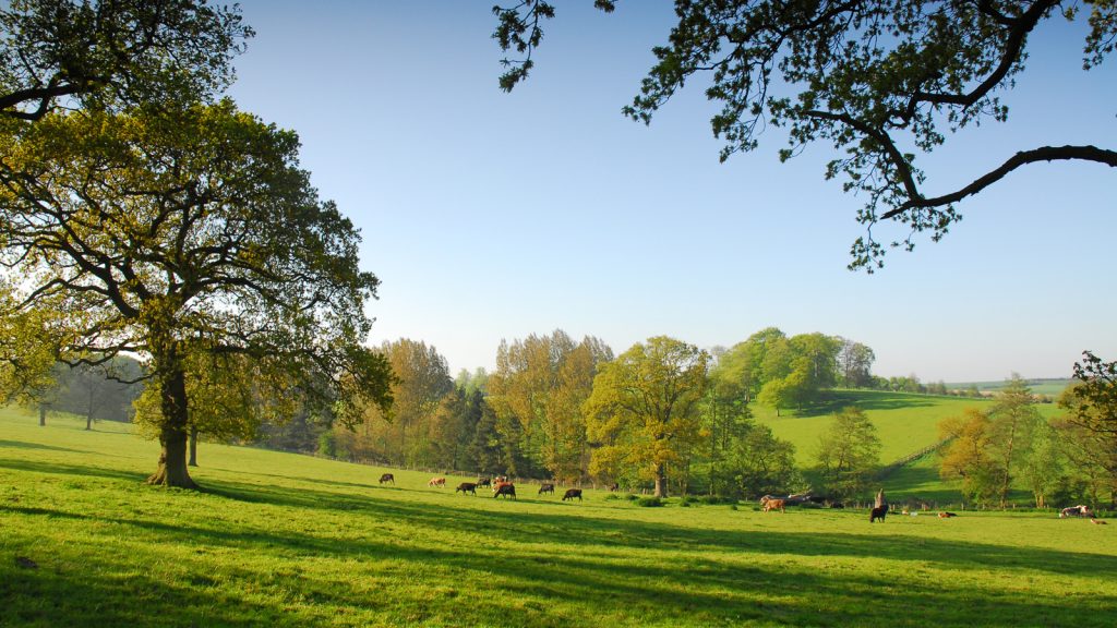 Cows in the Lincolnshire Wolds