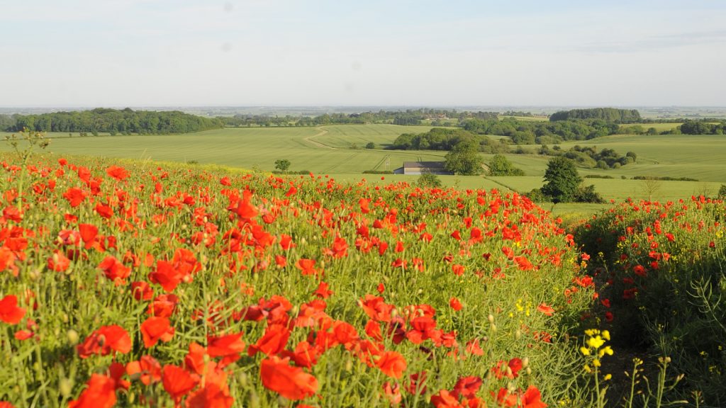 Lincolnshire Wolds Poppy Field